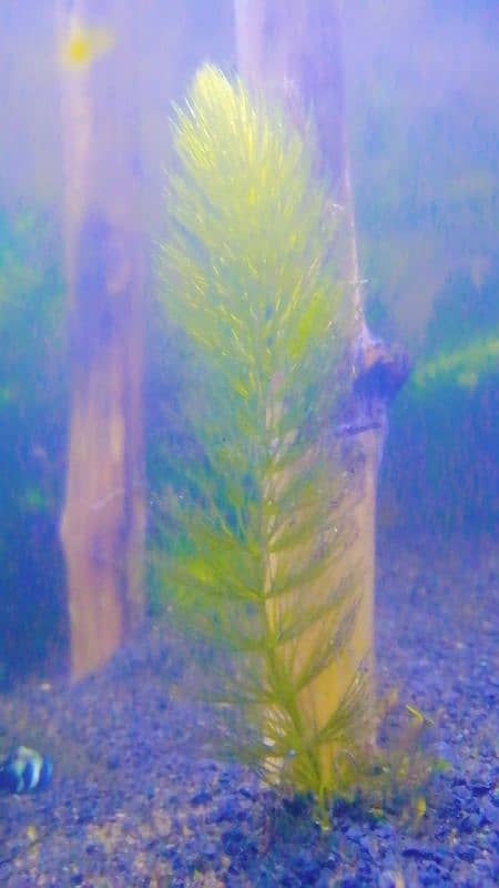 aquarium live plants available for sale 3