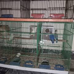 Selling Birds & Cage