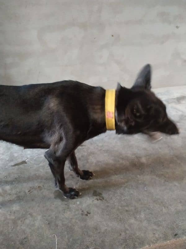 Female Pregnant dog for sale 3