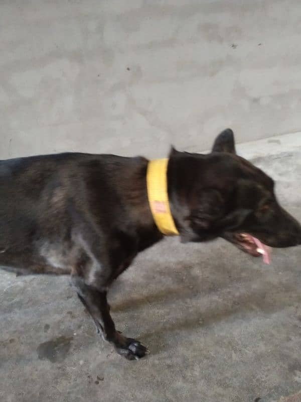 Female Pregnant dog for sale 4