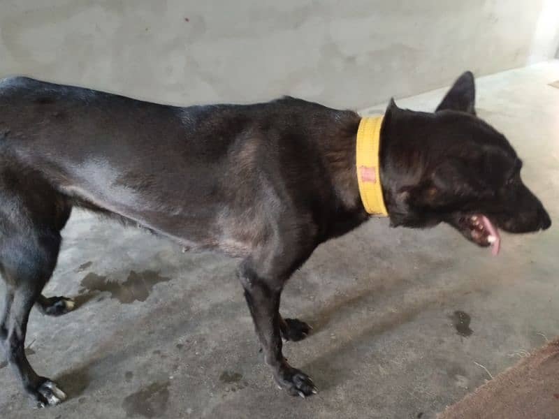 Female Pregnant dog for sale 7