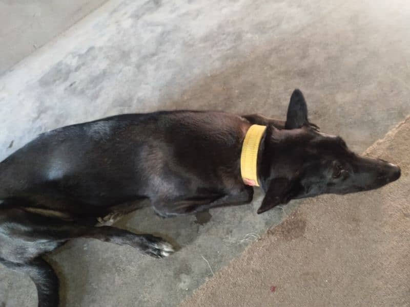 Female Pregnant dog for sale 11