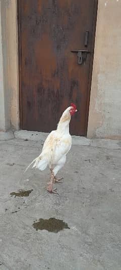 Hera Murgha, Mianwali Aseel Madi, Aseel Chicks, Patha pathiyn for sale