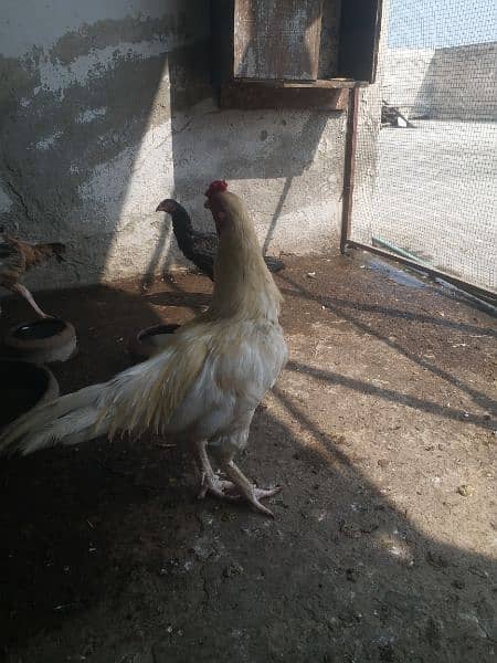 heera Male breeder 2