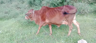 cow for sale