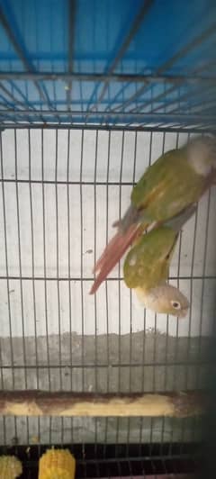 Pineapple conure for sale