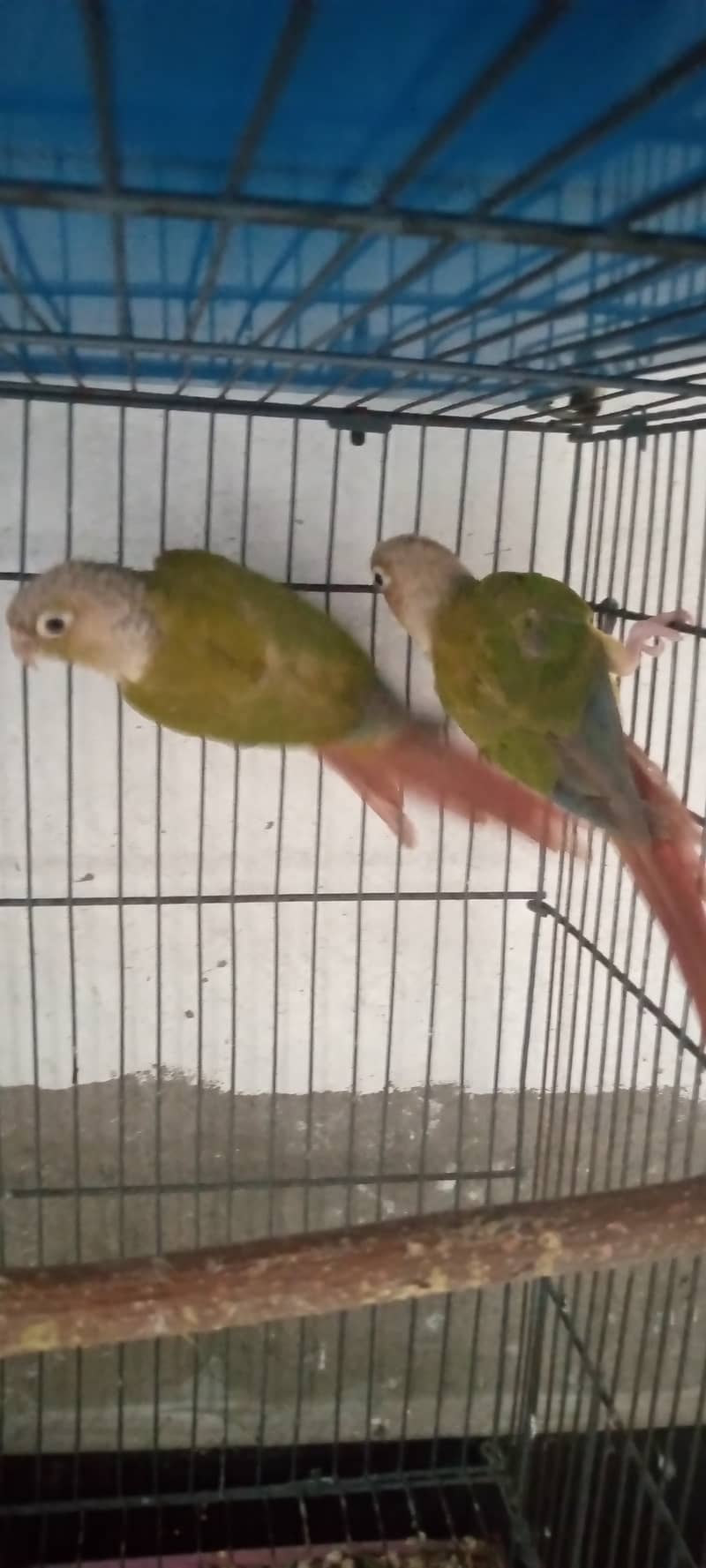 Pineapple conure for sale 2