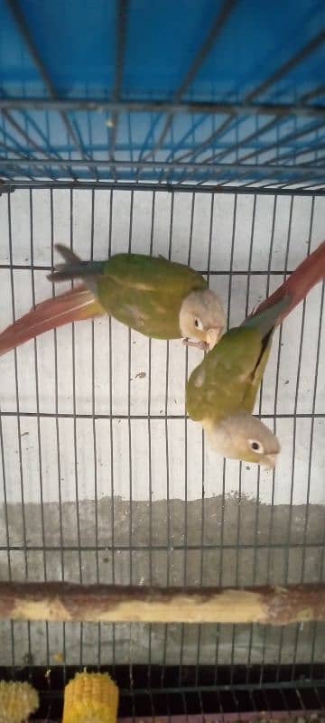 Pineapple conure for sale 6