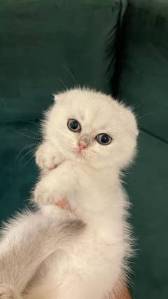 Female Scottish Fold