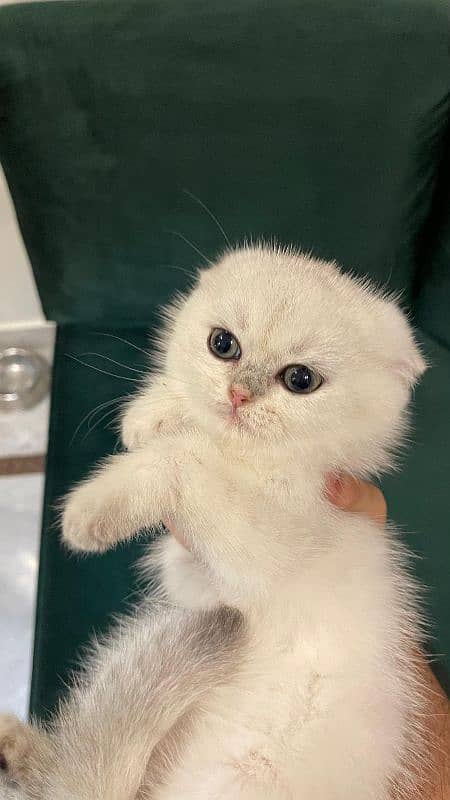 Female Scottish Fold 1