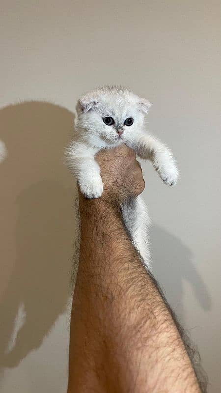 Female Scottish Fold 2