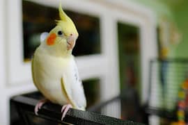 Cockatiel male