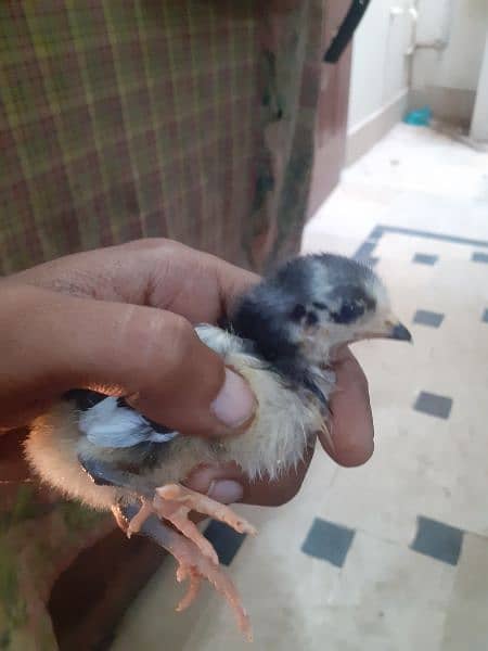 Australorp Chicks And Fertile Eggs 0