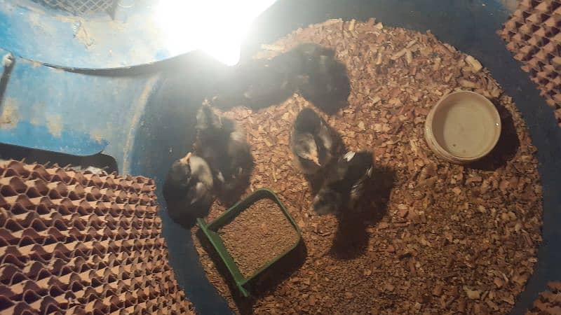 Australorp Chicks And Fertile Eggs 1