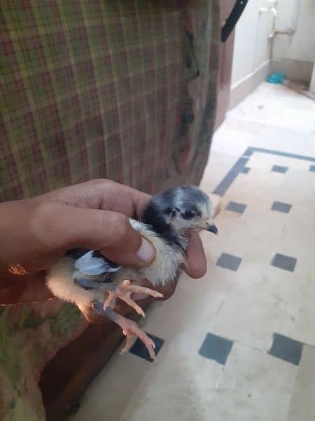 Australorp Chicks And Fertile Eggs 2