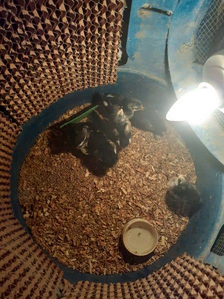 Australorp Chicks And Fertile Eggs 3