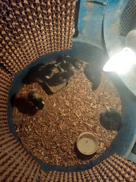 Australorp Chicks And Fertile Eggs 4