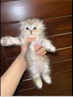 Scottish fold kittens up for sale