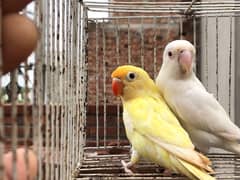 Creamino Albino red Dcino love birds