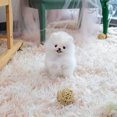 Pomeranian tea cup size puppies 03429703700