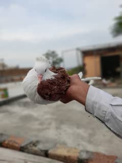 Sherazi Pigeons | Pigeons | Fancy pigeons | Kabootar