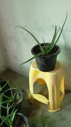 Fresh Aloe Vera plants and gel for sale 0