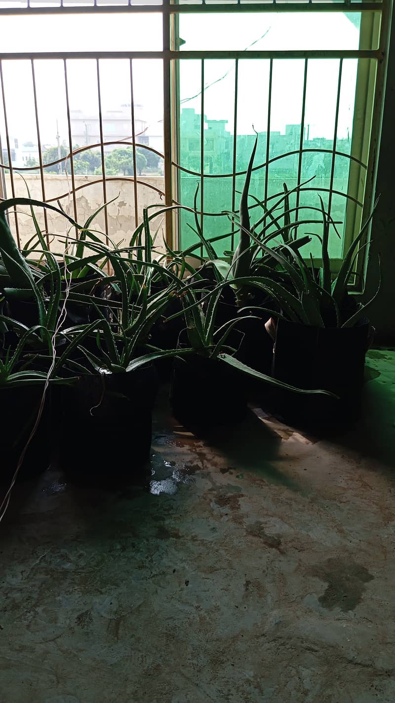 Fresh Aloe Vera plants and gel for sale 2