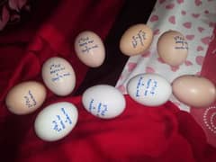 Aseel fertile eggs ( 03445152074 Whatsapp) parent pic attached