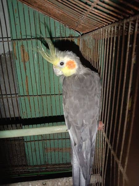 Eno Cocktail Pair. Grey Cockatiel Pair. Latino persanatà 3