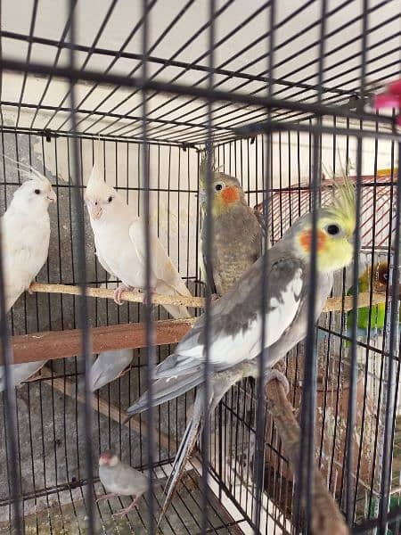 Eno Cocktail Pair. Grey Cockatiel Pair. Latino persanatà 5