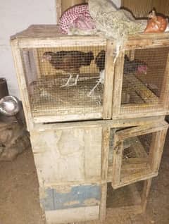 hen cage