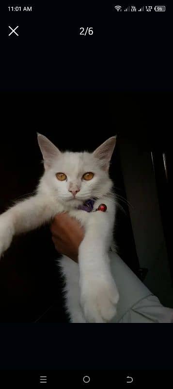 03276967730male (3 month)  female(4month) 9