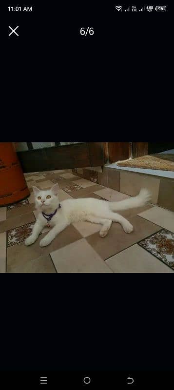 03276967730male (3 month)  female(4month) 10