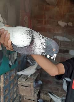 Pigeons for sale contact now 0