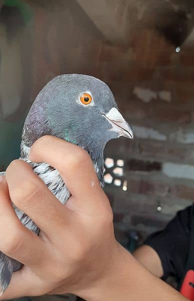 Pigeons for sale contact now 1