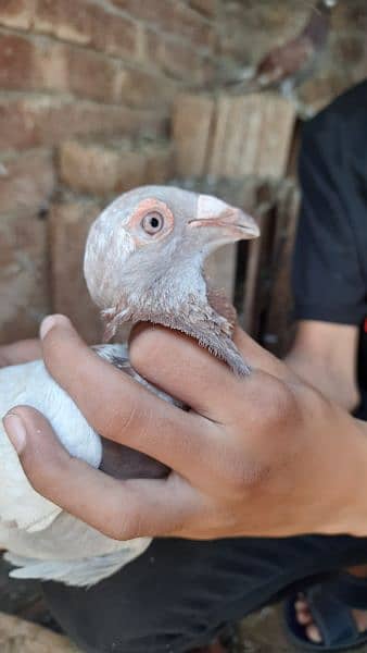 Pigeons for sale contact now 4