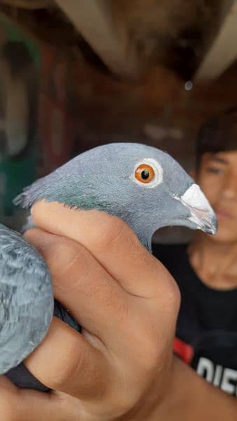 Pigeons for sale contact now 7