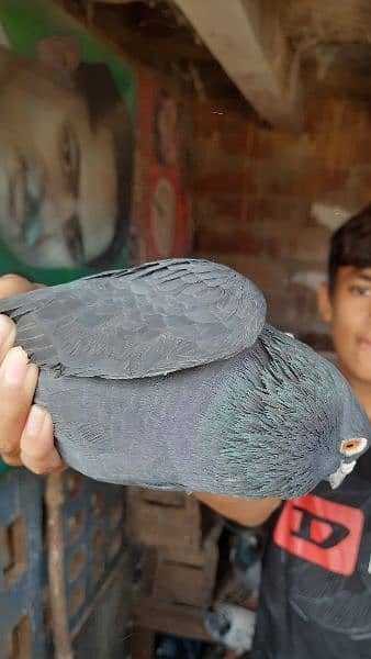 Pigeons for sale contact now 8