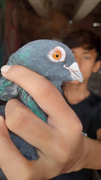 Pigeons for sale contact now 9