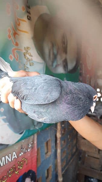 Pigeons for sale contact now 10