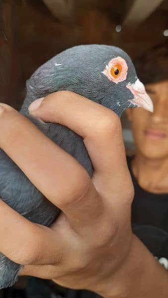 Pigeons for sale contact now 11