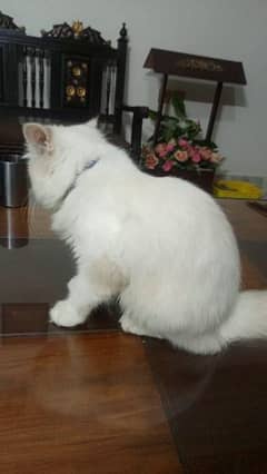 Persian cat for urgent sale 03269200962 my WhatsApp