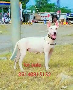 guwahati gulter female breeder for sale