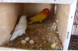 lationo to albino red eye spilt breeder pair  03199748105 0