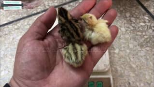 Batair Chicks R. S 30  | Batair Chooza | Batair | Quail Chicks