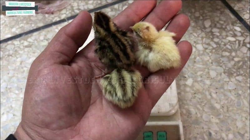 Batair Chicks R. S 30  | Batair Chooza | Batair | Quail Chicks 0