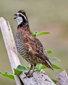 American or notheren bobwhite quail / batair young male or pair