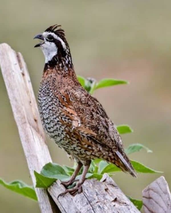 American or notheren bobwhite quail / batair breeder pair or male 0