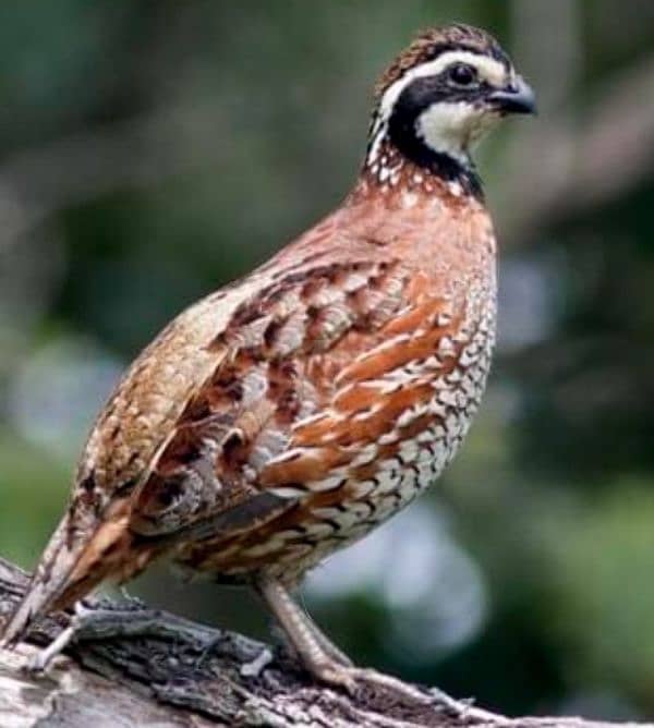 American or notheren bobwhite quail / batair breeder pair or male 1