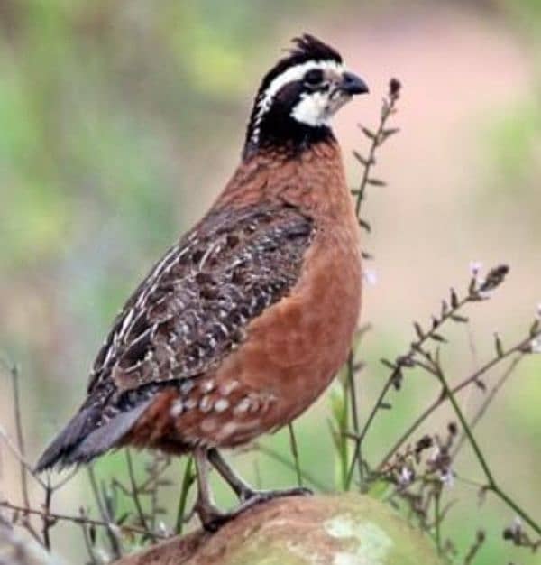 American or notheren bobwhite quail / batair breeder pair or male 2